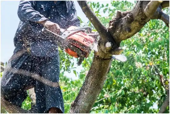 tree services Oconomowoc Lake
